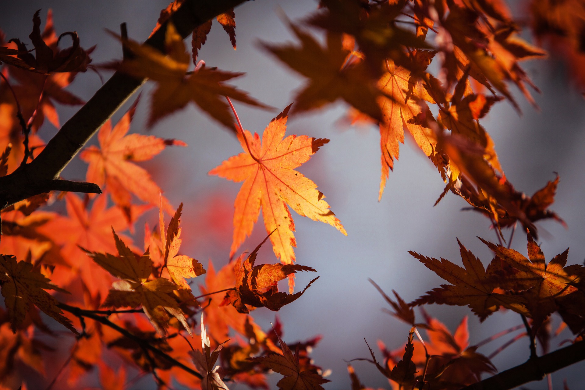 autumn-leaves-1415541_1920